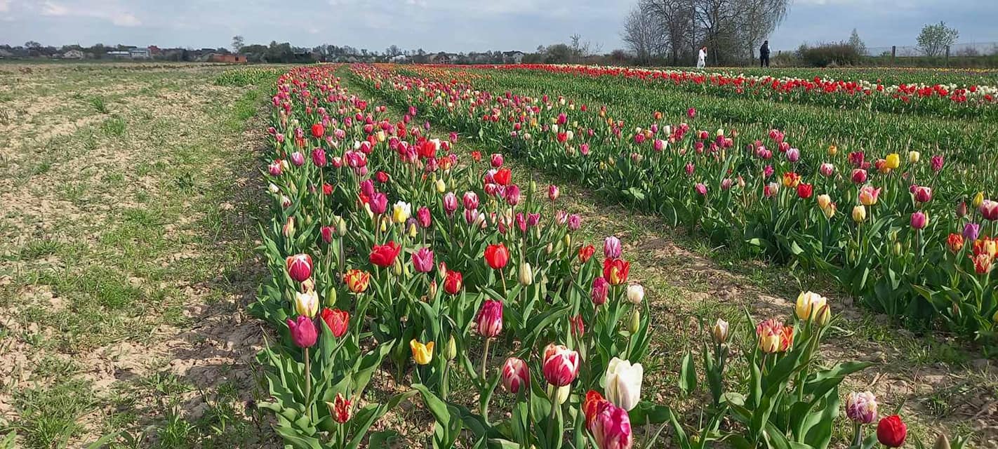 Сьогодні на околиці Івано-Франківська відбудеться офіційне відкриття тюльпанового поля із двома мільйонами квіток ФОТО