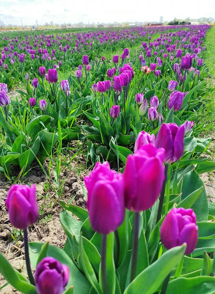 Сьогодні на околиці Івано-Франківська відбудеться офіційне відкриття тюльпанового поля із двома мільйонами квіток ФОТО