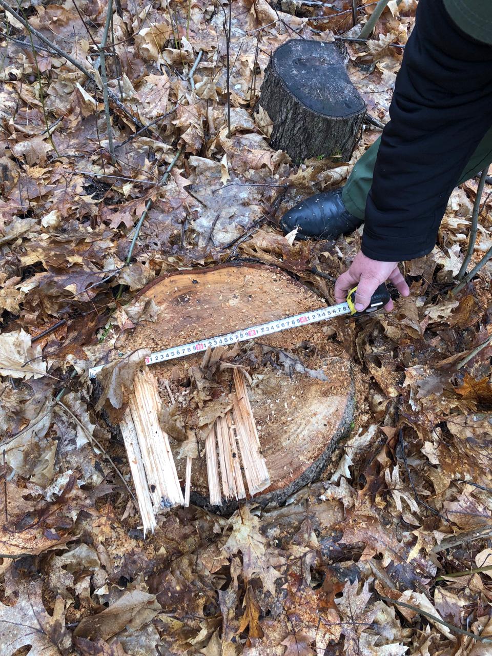 На Коломийщині незаконно вирубали 30 червоних дубів та кленів. ФОТО