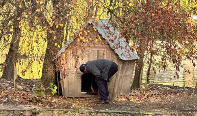 Після загибелі пари чорний лебідь з Івано-Франківського парку відмовляється від їжі